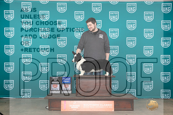Cardigan Welsh Corgi #130 Sat BOBG1 Judge Nina Marie Sherrer__JP_4227_UKCBelton2023-HR3