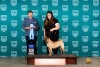 Chinese Shar Pei #243 Fri G1 Judge Antonio Raposo