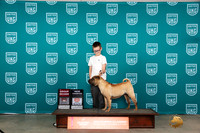Chinese Shar Pei #243 Sun G2CH Judge Judge Carianna Glenn
