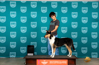 Collie #148 Sat Roxanne