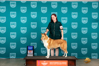 Collie #401 Sat1 G1 Judge Carianna Glenn