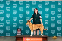 Collie #400 Sat1 G2 Judge Carianna Glenn