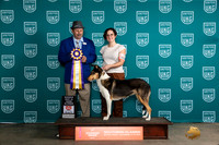 Collie Smooth #132 Fri ARBIS Judge Joseph Gubry