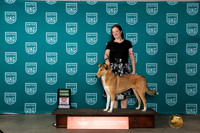 Collie Smooth #400 Sun BOBG3 Judge Antonio Raposo