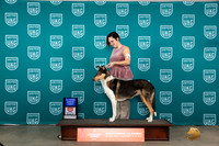 Collie Smooth #132 Sun AG1 Judge Joseph Gubry