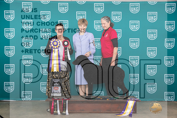 Curly Coated Retriever #342 RBIS Judge Polly Drake Jones__JP_4308_UKCBelton2023-HR3