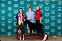 Curly Coated Retriever #342 RBIS Judge Polly Drake Jones