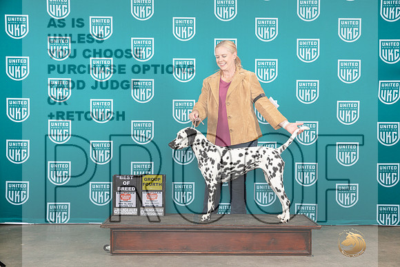 Dalmatian #187 Sat BOBG4 Judge Polly Drake Jones__JP_3641_UKCBelton2023-HR3