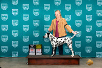 Dalmatian #187 Sat BOBG4 Judge Polly Drake Jones
