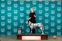 Dalmatian #187 Sun BOBG3 Judge Antonio Raposo