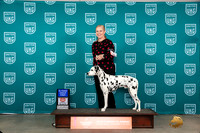 Dalmatian #189 Sun BOB G1 Judge Antonio Raposo