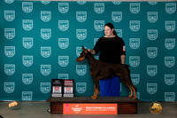 Doberman Pinscher #369 Sat BOBG2CH Judge Nina Marie Sherrer