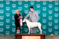 Dogo Argentino Sat RBIS Judge Nina Marie Sherrer