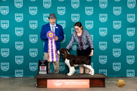 English Springer #300 Fri BIS Judge Joseph Gubry