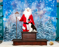 English Springer #300 Sat Santa