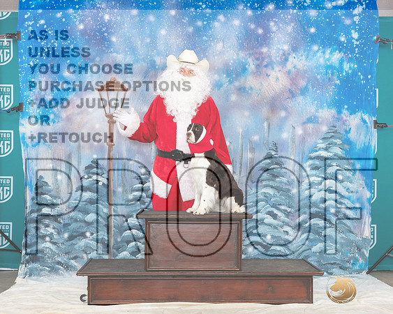 English Springer #300 Sat Santa__JP_3391_UKCBelton2023-HR3