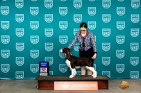 English Springer Spaniel #300 Fri1&2 G1 Nina Marie Sherrer G1 Carianna Glenn