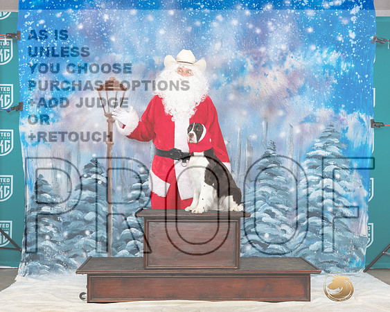 English Springer #300 Sat Santa__JP_3393_UKCBelton2023-HR3