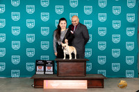French Bulldog #355 Fri BOWCH Judge Nina Marie Sherrer