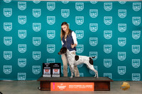 German Shorthaired Pointer #199 Sun BOBCH Judge Karen Hynek