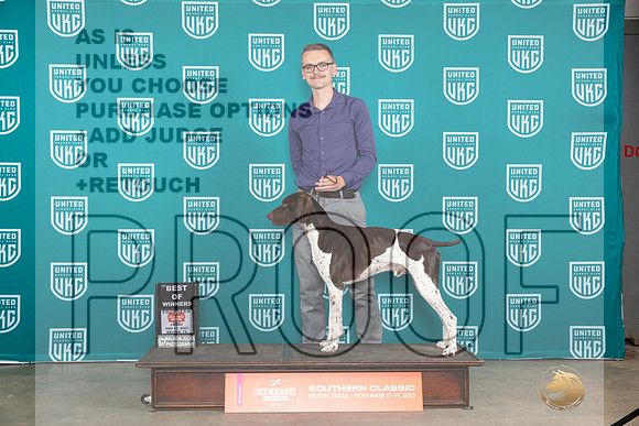 German Shorthaired Pointer #356 Fri1 BMBOW Judge Nina Marie Sherrer__JP_2786_UKCBelton2023-HR3