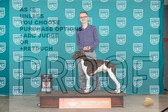 German Shorthaired Pointer #356 Fri1 BMBOW Judge Nina Marie Sherrer__JP_2787_UKCBelton2023-HR3