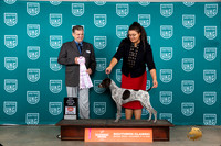 German Shorthaired Pointer #528 Sat BPIS Judge Antonio Raposo