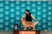 Golden Retriever #402 Sat BOB Judge Polly Drake Jones