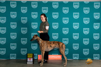Greyhound #194 Sat G4 Judge Carianna Glennn