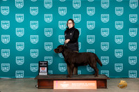Labrador Retriecer #228 Fri COC Judge Carianna Glenn