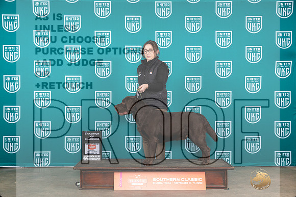 Labrador Retriecer #228 Fri COC Judge Carianna Glenn__JP_2801_UKCBelton2023-HR3