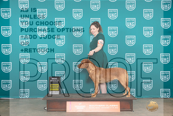 Labrador Retriever #125 fri BF Judge Carianna Glenn__JP_2823_UKCBelton2023-HR3