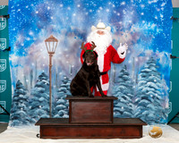 Labrador Retriever #228 Sat Santa