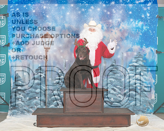 Labrador Retriever #228 Sat Santa__JP_3406_UKCBelton2023-HR3