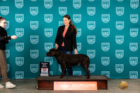 Labrador Retriever #231 Fri RWBCH Judge Nina Marie Sherrer