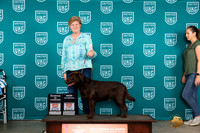 Labrador Retriever #323 Fri COCGCH Judge Nina Marie Sherrer
