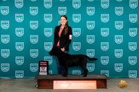 Labrador Retriever #333 Fri BOBG2 Judge Carianna Glenn