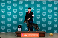 Lousiana Catahoula Leopard Dog #416 Fri COC Judge Polly Drake Jones