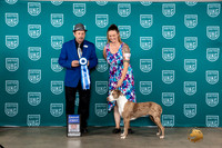 Lousiana Catahoula Leopard Dog #460 BOBG1 Judge Joseph Gubry