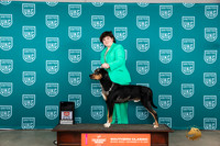 Lousiana Catahoula Leopard Dog #619 sat2 Jrs2 Judge Karen Hynek