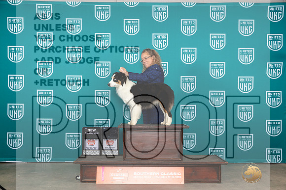 Miniature American Shepherd #122 BOB __JP_4151_UKCBelton2023-HR3