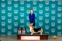 Pembroke Welsh Corgi #392 G3 Judge Nina Marie Sherrer