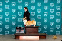 Pembroke Welsh Corgi #459 Sat RFCH Judge Antonio Raposo