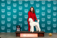 Poodle Std #? Fri B=RF Judge Nina Marie Sherrer