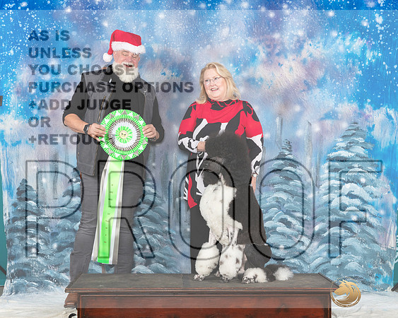 Poodle Std #123 Sat Santa__JP_3103_UKCBelton2023-HR3