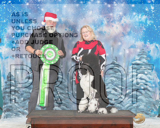 Poodle Std #123 Sat Santa__JP_3104_UKCBelton2023-HR3