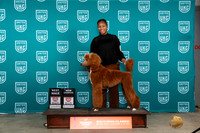 Poodle Std #177 Fri BMCH Judge Karen Hynek