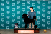 Poodle Std #190 Fri CHBM Judge Nina Marie Sherrer