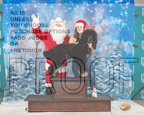 Poodle Std #226 Sat Santa__JP_3430_UKCBelton2023-HR3