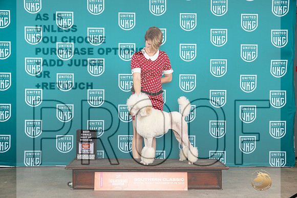 Poodle Std #329 Sat BOW Judge Joseph Gubry__JP_3516_UKCBelton2023-HR3